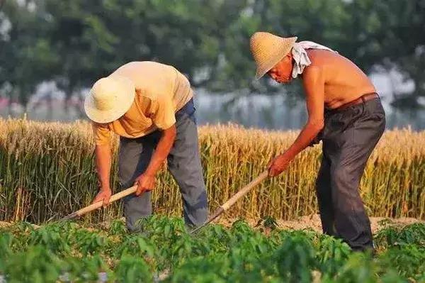 以后农村户口有什么好处(农村户口有什么好处)(1)