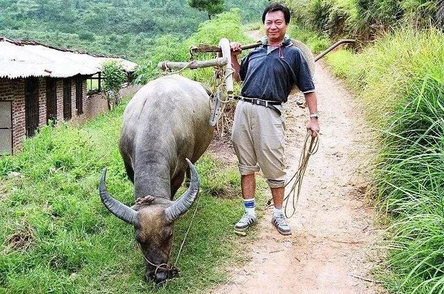 香港有个又矮又小又有才的女演员（因连吃30个汉堡而走红）(4)