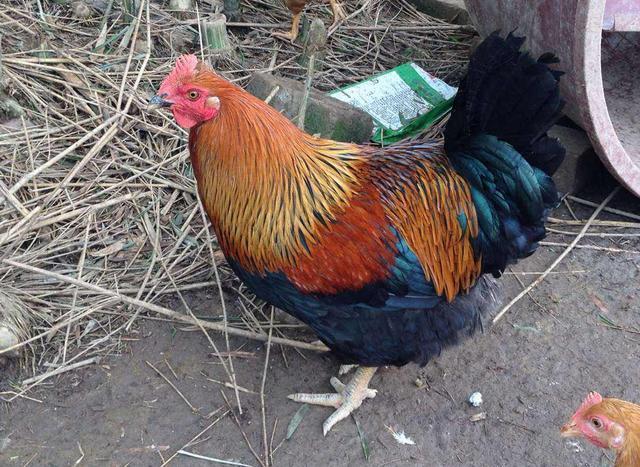 阉鸡原理有哪些（阉鸡的主要特点是什么）(1)