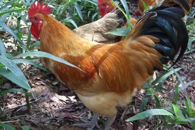 阉鸡原理有哪些（阉鸡的主要特点是什么）(2)