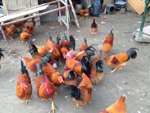 阉鸡原理有哪些（阉鸡的主要特点是什么）(3)