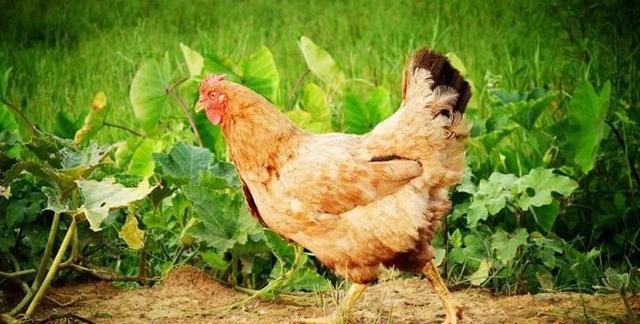 怎么从鸡头看是土鸡（神形冠嘴毛脚重）(1)