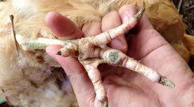 怎么从鸡头看是土鸡（神形冠嘴毛脚重）(10)