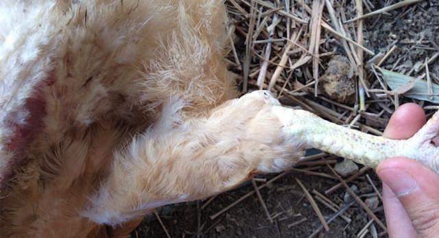 怎么从鸡头看是土鸡（神形冠嘴毛脚重）(11)