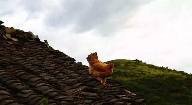 怎么从鸡头看是土鸡（神形冠嘴毛脚重）(12)