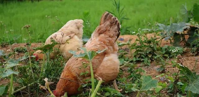 怎么从鸡头看是土鸡（神形冠嘴毛脚重）(2)