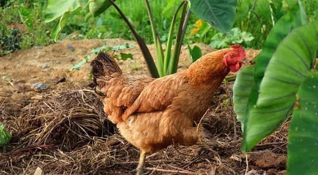 怎么从鸡头看是土鸡（神形冠嘴毛脚重）(3)