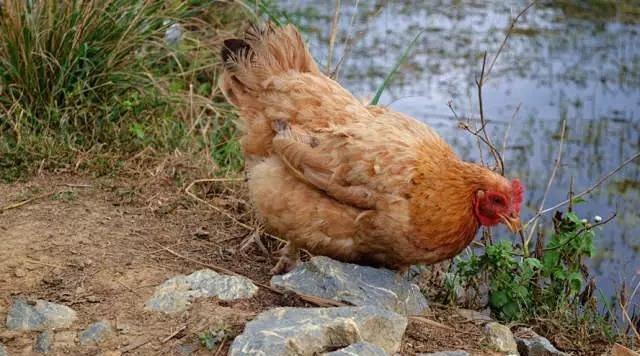 怎么从鸡头看是土鸡（神形冠嘴毛脚重）(4)