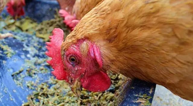 怎么从鸡头看是土鸡（神形冠嘴毛脚重）(5)