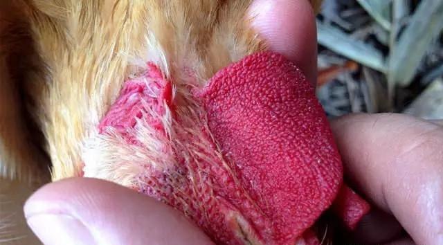 怎么从鸡头看是土鸡（神形冠嘴毛脚重）(6)