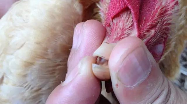 怎么从鸡头看是土鸡（神形冠嘴毛脚重）(7)