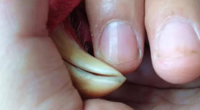 怎么从鸡头看是土鸡（神形冠嘴毛脚重）(8)