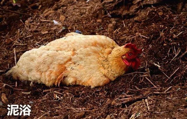 怎么从鸡头看是土鸡（神形冠嘴毛脚重）(9)