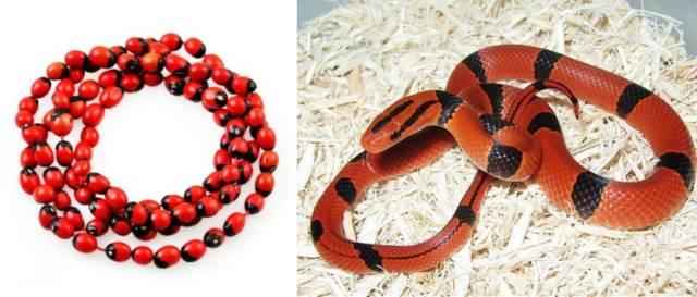 猛犸手串属于禁卖吗(有些手串比毒蛇还毒)(3)