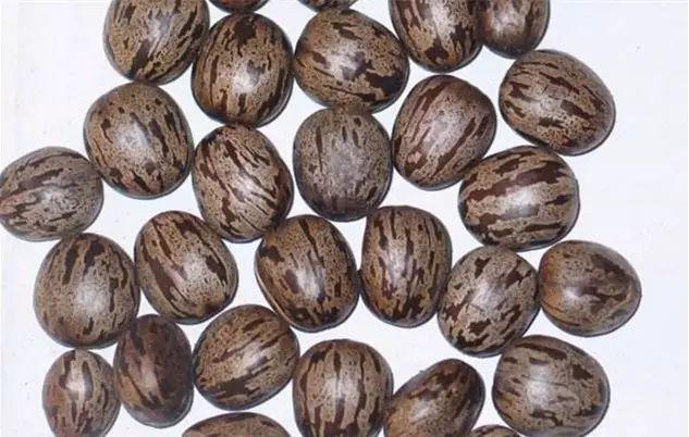 猛犸手串属于禁卖吗(有些手串比毒蛇还毒)(9)