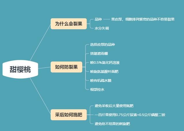 樱桃掉果缺什么肥（甜樱桃裂果了先搞懂原因）(2)