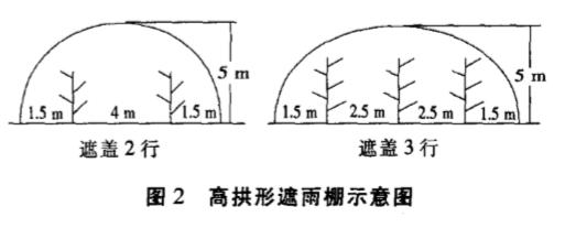 樱桃掉果缺什么肥（甜樱桃裂果了先搞懂原因）(6)