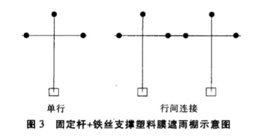 樱桃掉果缺什么肥（甜樱桃裂果了先搞懂原因）(7)