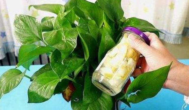 桔子皮加盐加白醋浇花（吃完的橘子皮别扔了）(2)