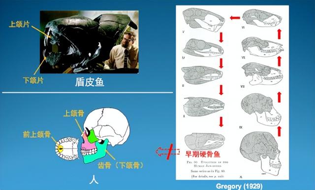 地球现存最古老的鱼（从鱼到人有了关键证据）(3)
