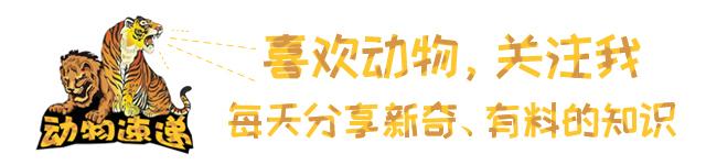 北非的狮子和南非的狮子（由北非扩散而来的狮子）(1)
