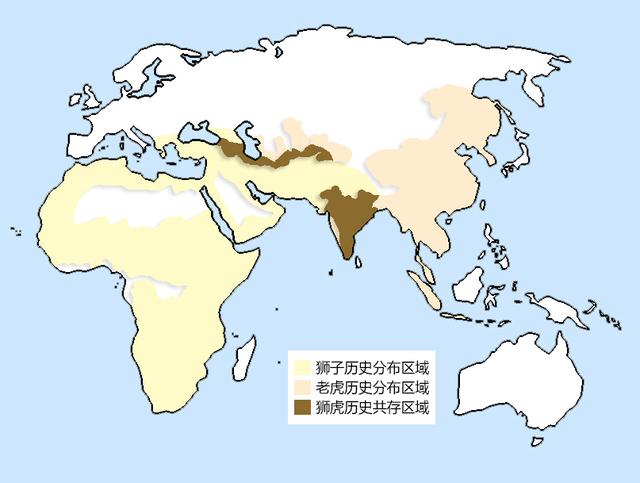 北非的狮子和南非的狮子（由北非扩散而来的狮子）(9)