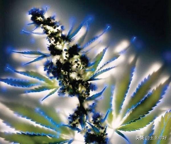 观赏仿真植物（神奇的发光植物）(1)