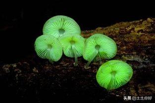观赏仿真植物（神奇的发光植物）(2)