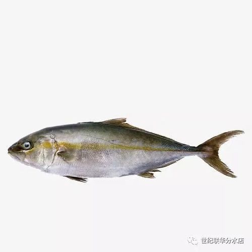 舟山深海鳕鱼（舟山深海鱿鱼游）