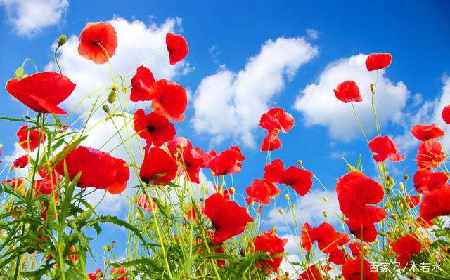 红尘有你辽宁(红尘有你文木若水)(3)