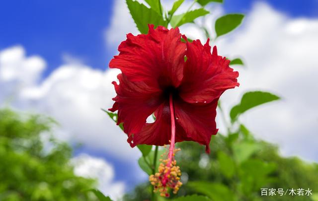 红尘有你辽宁(红尘有你文木若水)(4)