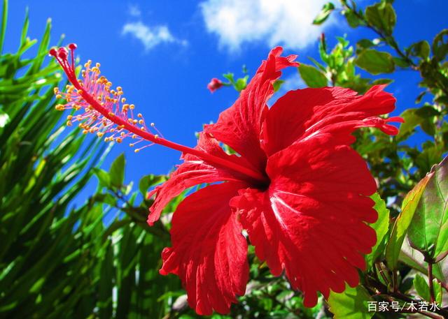 红尘有你辽宁(红尘有你文木若水)(5)