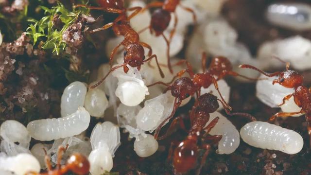 蚂蚁为什么把食物搬回巢里吃(蚂蚁收集食物只是为了哺育后代吗)(1)