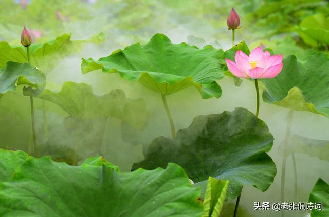 唐代最经典的一首禅意诗(一阵风吹过荷塘)(1)