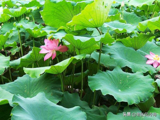 唐代最经典的一首禅意诗(一阵风吹过荷塘)(2)