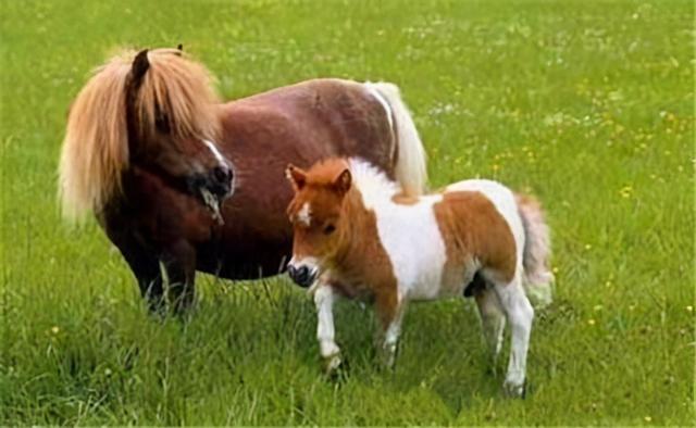 小尾寒羊多大为成羊（羊车望幸羊车）(6)