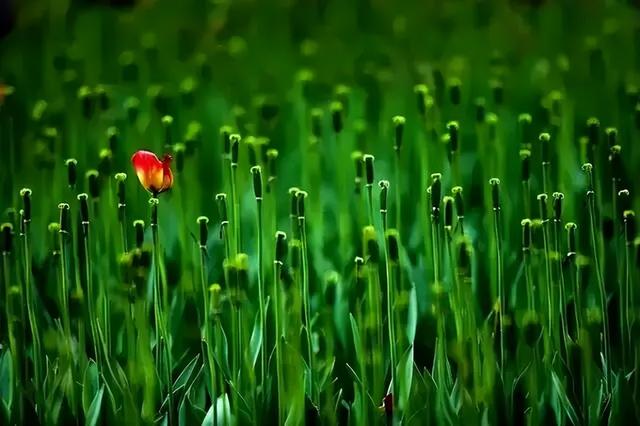 五十多岁还能练成心意六合拳吗（山西常有心意六合肘十八式1）(13)