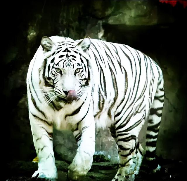 五十多岁还能练成心意六合拳吗（山西常有心意六合肘十八式1）(4)