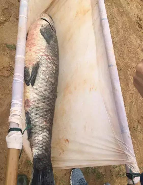 鄱阳湖有哪些好吃的特产（鄱阳湖开渔节美味湖鲜）