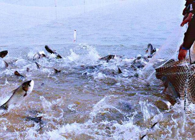 鄱阳湖有哪些好吃的特产（鄱阳湖开渔节美味湖鲜）