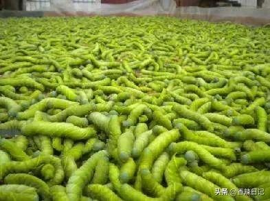 农村能吃的五种虫子(让农村人感到恶心的虫子) 农村能吃的五种虫子(让农村人感到恶心的虫子)