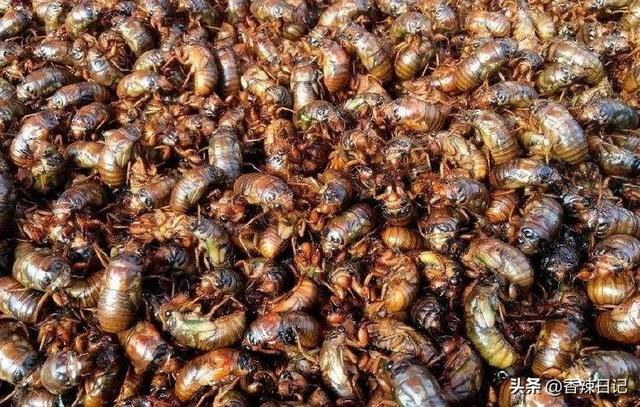 农村能吃的五种虫子(让农村人感到恶心的虫子) 农村能吃的五种虫子(让农村人感到恶心的虫子)