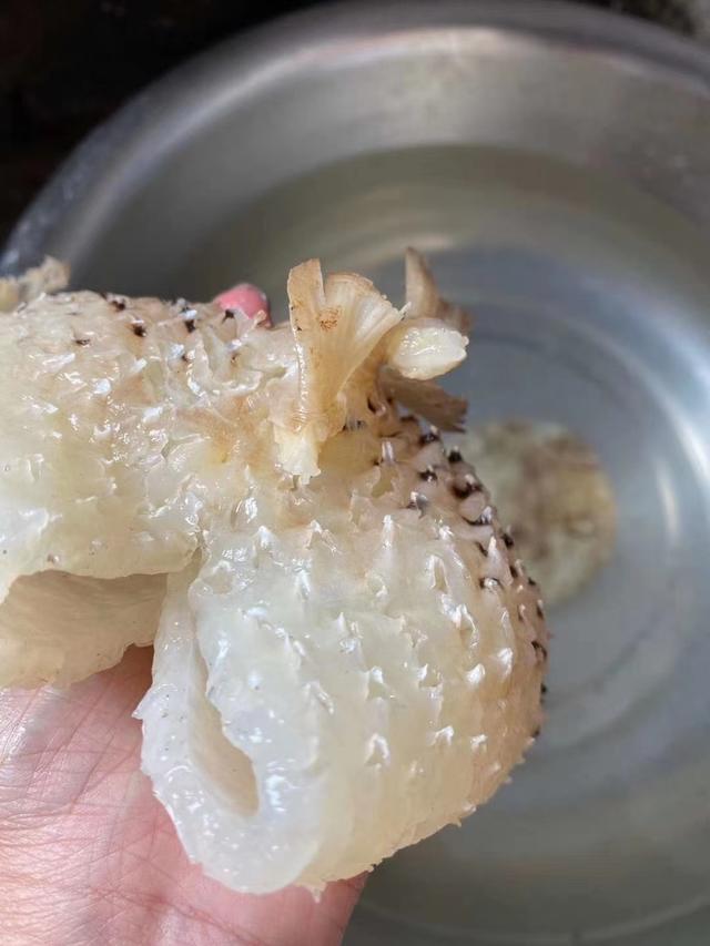 胶原蛋白汤的做法大全大图（这好货煲汤胶原蛋白满满）