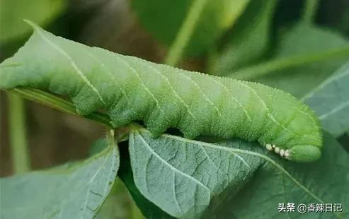 农村能吃的五种虫子(让农村人感到恶心的虫子) 农村能吃的五种虫子(让农村人感到恶心的虫子)