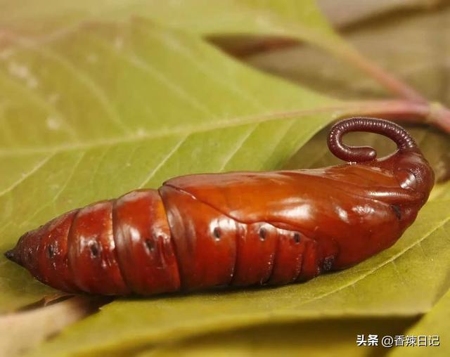 农村能吃的五种虫子(让农村人感到恶心的虫子) 农村能吃的五种虫子(让农村人感到恶心的虫子)