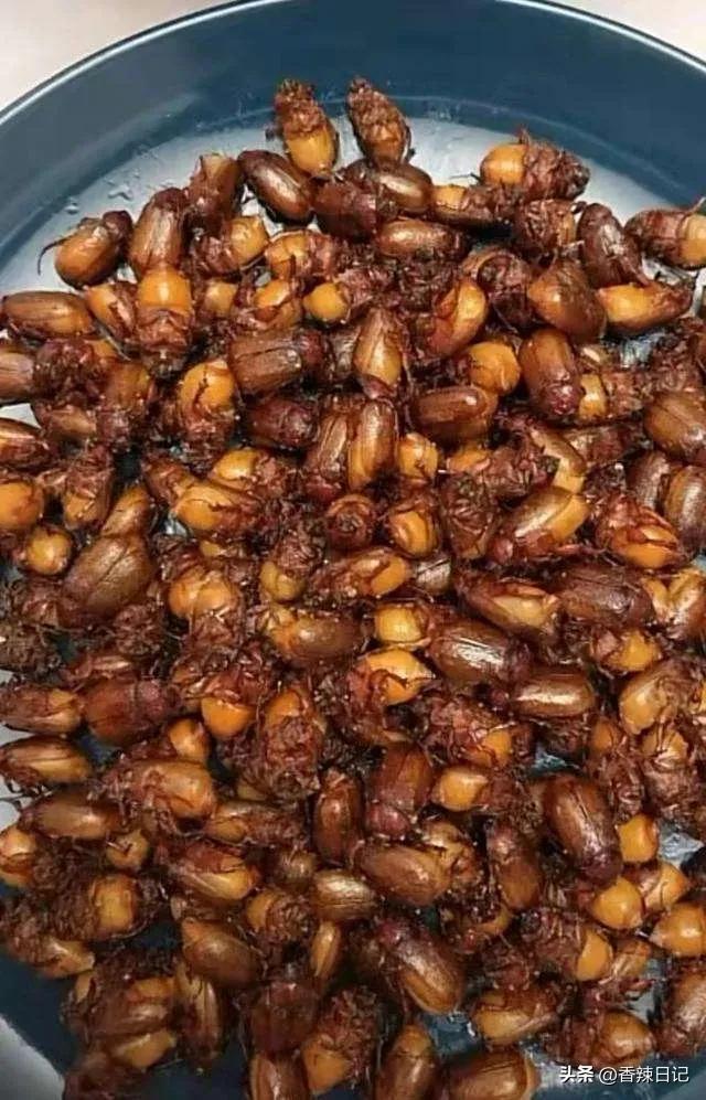 农村能吃的五种虫子(让农村人感到恶心的虫子) 农村能吃的五种虫子(让农村人感到恶心的虫子)