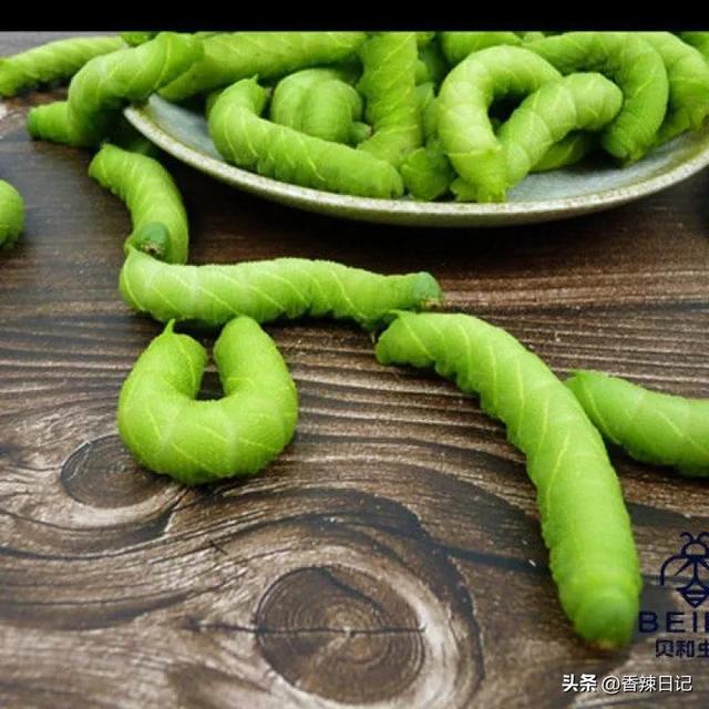 农村能吃的五种虫子(让农村人感到恶心的虫子) 农村能吃的五种虫子(让农村人感到恶心的虫子)