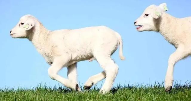 希腊特色食物有哪些（浅析地中海三样美食）