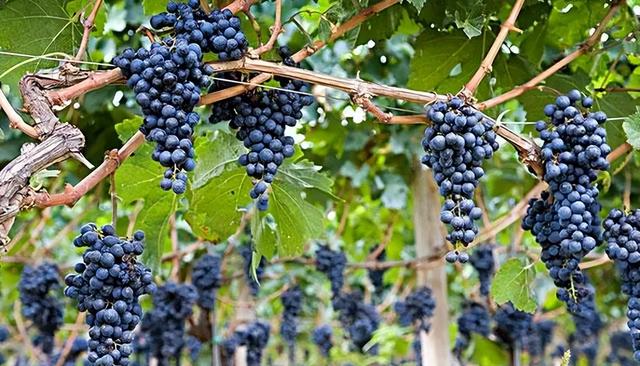 希腊特色食物有哪些（浅析地中海三样美食）