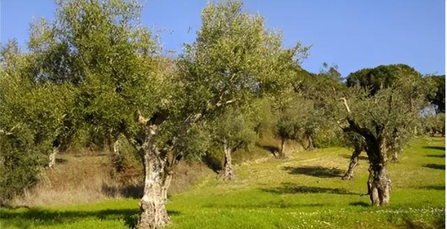 希腊特色食物有哪些（浅析地中海三样美食）
